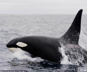 An orca, also known as the killer whale puzzle