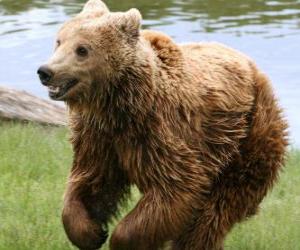 Bear puzzle