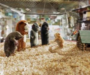 Four members of the team G-Force: Agents Juarez, Blaster, Darwin and Speckles in the pet store puzzle