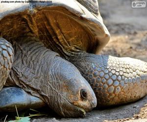 Head of  terrestrial turtle puzzle
