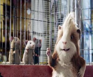 Hurley, a glutton guinea pig from the pet store that joins the team of agents G-Force puzzle