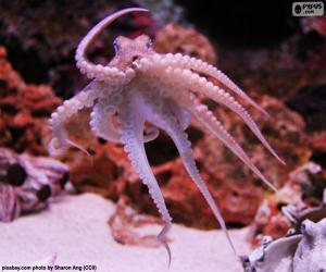 Octopus, sea animal with eight arms puzzle