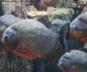 Piranha puzzle