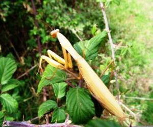 Praying mantis with its front legs in a position of prayer puzzle