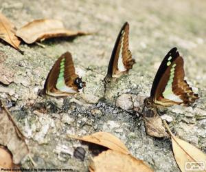 Three butterflies on a trunk puzzle