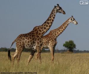 Two giraffes puzzle