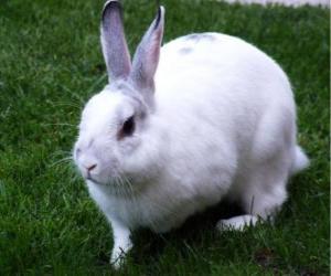 White Rabbit puzzle