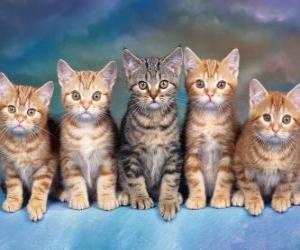 5 cats with long whiskers looking ahead puzzle