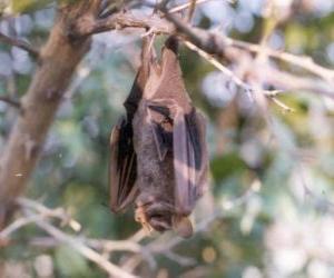 A bat sleeping hanging from the branch puzzle