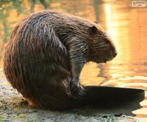 A beaver with its flat tail puzzle