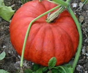 A big pumpkin, the fruit of the pumpkin plant native from America puzzle