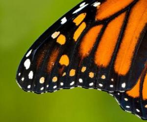 A butterfly wing puzzle