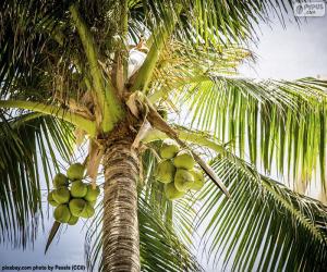 A coconut tree puzzle