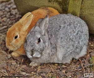 A couple of rabbits puzzle