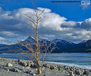 A dead tree near the Lake puzzle