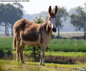 A donkey or ass puzzle