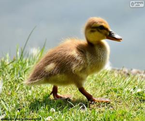 A duckling Mallard puzzle