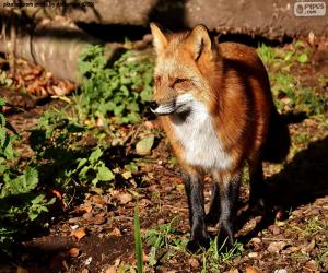 A Fox puzzle