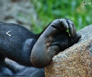 A gorilla foot puzzle