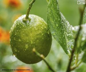 A green lemon puzzle