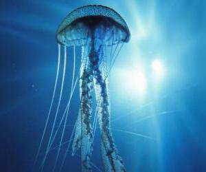 A jellyfish, jelly or sea jelly with its tentacles puzzle