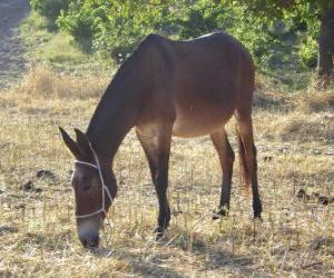 A mule puzzle