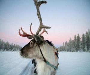 A Santa Claus's reindeer pulling a sleigh puzzle