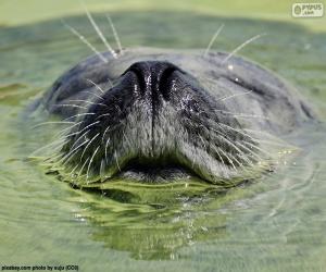 A seal in the water puzzle