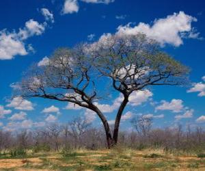 A solitary tree puzzle