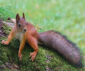 A squirrel, rodent animal with a nice tail puzzle
