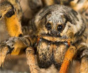 A tarantula, a large spider with long legs full of hairs puzzle