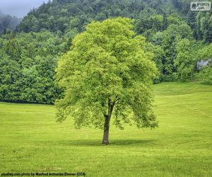 A tree in the meadow puzzle