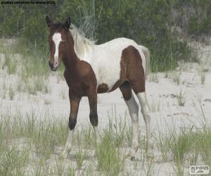 A young wild horse puzzle