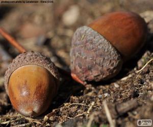 Acorn puzzle