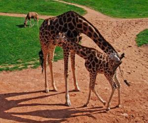 Adult Giraffe and baby giraffe puzzle