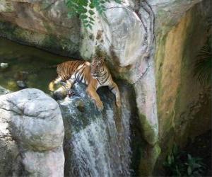 Adult tiger resting in a creek puzzle
