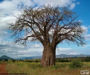 African Baobab puzzle