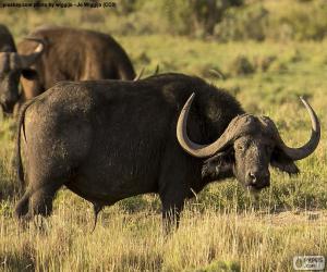 African buffalo puzzle