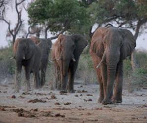 African elephants puzzle