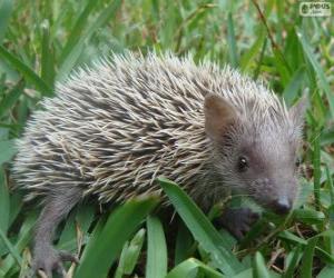 African Hedgehog puzzle