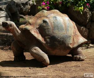 African spurred tortoise puzzle