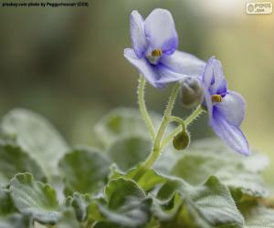 African Violet Flowers puzzle