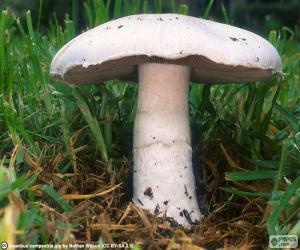 Agaricus campestris puzzle