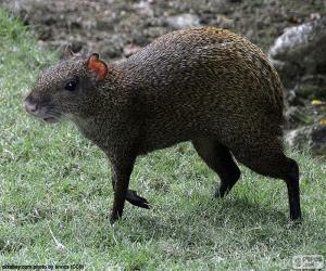 Agouti puzzle