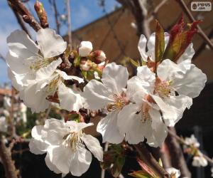 Almond flowers puzzle