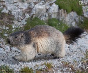 Alpine Marmot puzzle