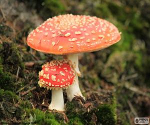 Amanita muscaria puzzle