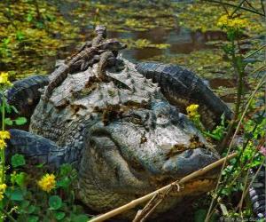 American alligator, one of the largest crocodile in the Americas, a protected species in the U.S. puzzle