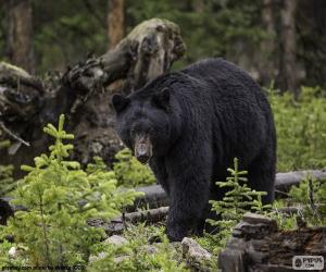 American black bear puzzle