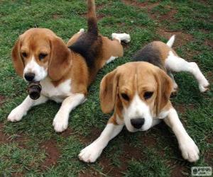 American Foxhound puppies puzzle